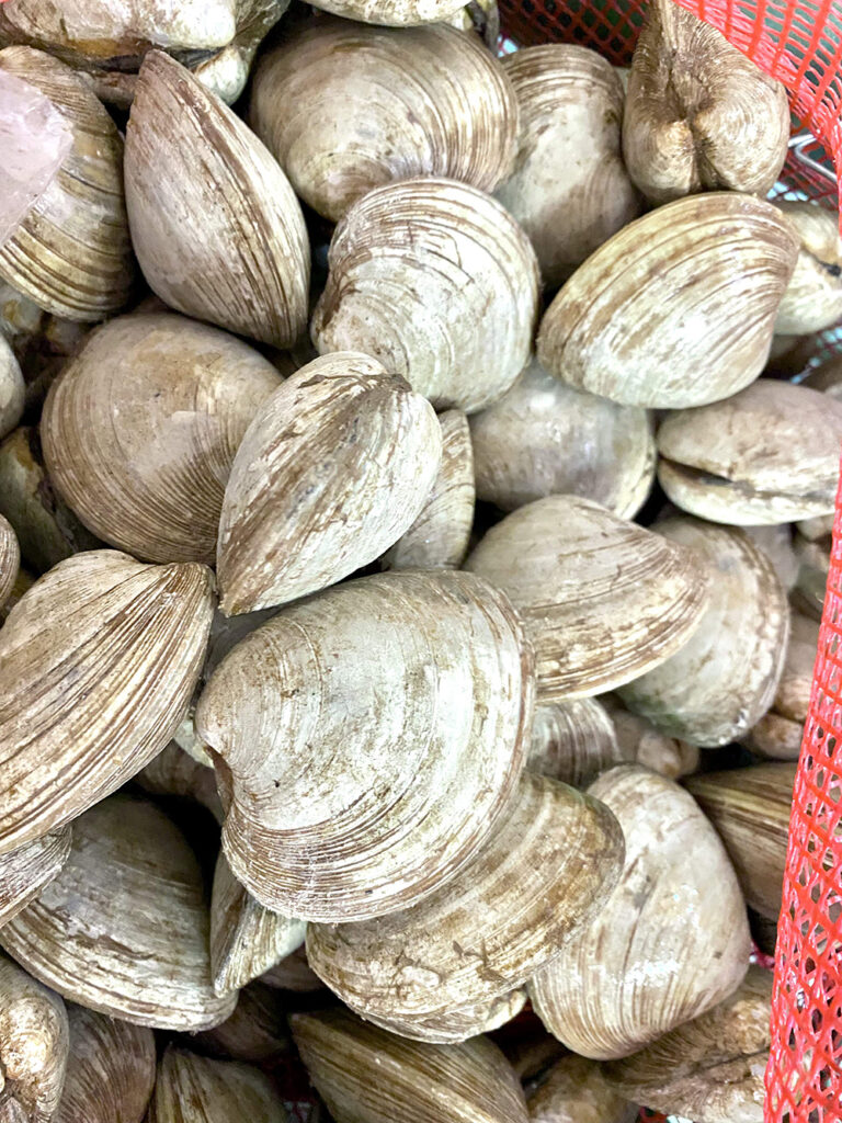 Pile of quahog clams in basket