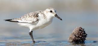 chesapeake bay spring