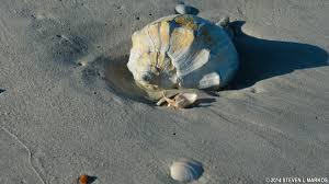 early spring sea shell hunting