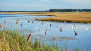 wildlife beach getaway